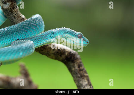 Serpent viper bleu sur une branche, l'Indonésie Banque D'Images