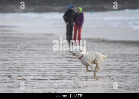 Chien courant PET Portugais eau chien joueur chien de race Plage sympathique Fistral Beach Newquay Cornwall Banque D'Images