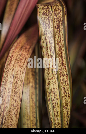 Phormium usine Panthère rose feuillage Feuilles Jardinage Horticulture Banque D'Images