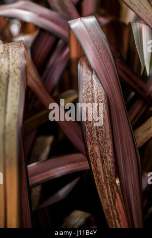 Phormium usine Panthère rose feuillage Feuilles Jardinage Horticulture Banque D'Images