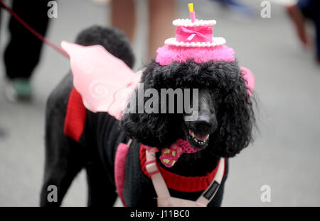 L'abaca USA via Press Association Images Paradegoers célébrer Pâques et fête don de chapeaux à l'Easter Parade et Festival de capot sur la 5e Avenue, le 16 avril 2017 à New York, NY, USA. Photo par Dennis Van Tine/ABACAPRESS.COM Banque D'Images