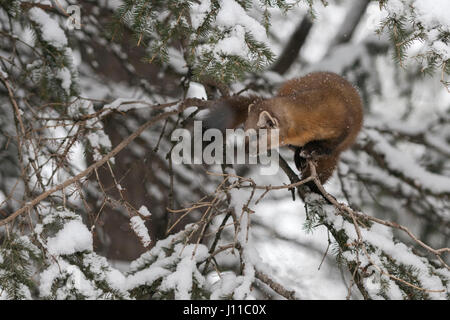 La martre d'Amérique / Baummarder / Fichtenmarder ( Martes americana ), assis dans un arbre de Conifères couverts de neige, Yellowstone NP, USA. Banque D'Images