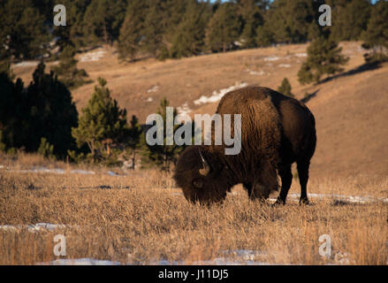 Également appelé Buffalo Bisons sur pâturage de montagne Hiver grassy meadow Banque D'Images