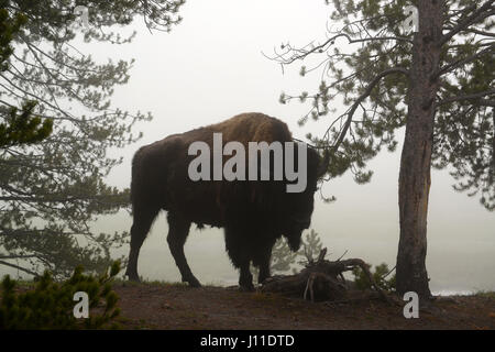 Bison Debout dans le brouillard épais le matin dans le Parc National de Yellowstone Banque D'Images