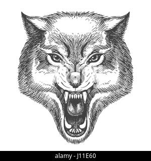 Tête de loup dessiné à la main dans un style croquis. Wolf avec la bouche ouverte vector illustration isolé sur blanc. Illustration de Vecteur