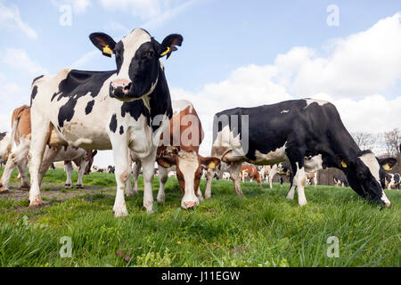 Troupeau de vaches holstein en prairie au printemps en les Pays-Bas près de Veenendaal et Renswoude Banque D'Images