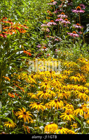 Fleurs jaunes jardin de Rudbeckia Goldsturm bordure vivace Banque D'Images