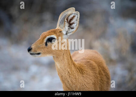 Steinbuck, Steenbok Raphicerus campestris,, Etosha National Park, Namibie, l'Afrique, par Monika Hrdinova/Dembinsky Assoc Photo Banque D'Images