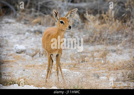 Steinbuck, Steenbok Raphicerus campestris,, Etosha National Park, Namibie, l'Afrique, par Monika Hrdinova/Dembinsky Assoc Photo Banque D'Images