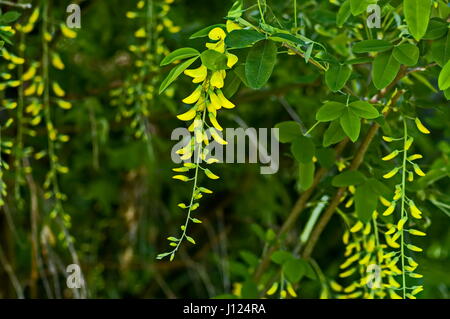 Acacia jaune ou caragana arborescens branche avec feuilles vertes et fleurs jaune fleur, Sofia, Bulgarie Banque D'Images