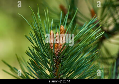 Ou pin Pinus arbre branche avec nouvelle astuce au printemps, la montagne Plana, Bulgarie Banque D'Images