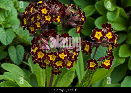 Petit groupe de mélanger le jaune et rouge ou Primrose Primula vulgaris fleurs sur un lit dans un jardin, Sofia, Bulgarie Banque D'Images