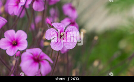 Les fleurs roses, oxalis dans jardin Banque D'Images