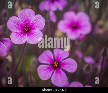 Les fleurs roses, oxalis dans jardin Banque D'Images