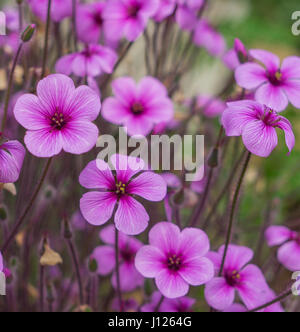 Les fleurs roses, oxalis dans jardin Banque D'Images