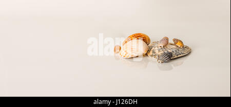Les coquillages différents, grands et petits coquillages, fond blanc, l'ensemble de l'océan Banque D'Images