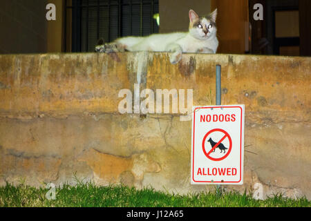 / Drôle / Insolite Insolite Chiens non admis signe (avertissement) détendue avec la garde de chat et à protéger la zone interdite pour les vilains Chiens interdits Banque D'Images