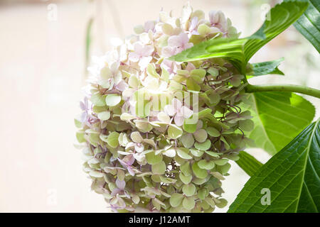 L'Hydrangea macrophylla fleurs Banque D'Images