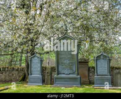 Orrnate les pierres tombales de la famille dans le vieux cimetière avec fleur de printemps, Crichton Collégiale, Midlothian, Ecosse, Royaume-Uni Banque D'Images