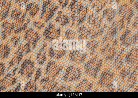 Véritable Cuir texture background close-up, gaufré sous la peau un beau modèle de leopard, teintes naturelles, d'impression mode tendance jungle background Banque D'Images
