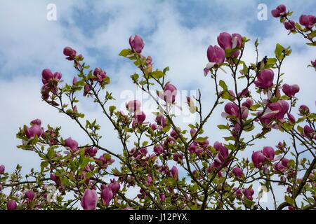 Magnolia rose fleurs sur l'arbre avec ciel bleu ( Magnoliaceae ) Banque D'Images