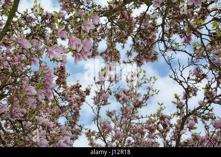 Regarder vers le haut pour les magnolias en fleurs ( Magnoliaceae ) Banque D'Images