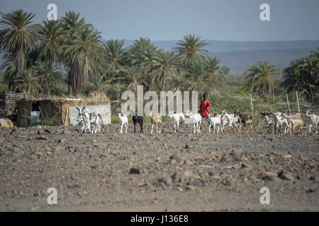 Un jeune garçon djiboutienne à l'égard des troupeaux de chèvres des soldats américains avec le 418e Bataillon des affaires civiles Fonction Spécialités (FxSP) dans une zone rurale à l'extérieur de Dikhil, Djibouti, le 3 avril 2017. Dans le cadre de leur mission d'assistance vétérinaire, membres FxSP administré des médicaments anti-parasitaires pour éloigner les parasites qui volent les nutriments et l'énergie, l'augmentation de leur survie pendant les mois secs de l'été. (U.S. Photo de la Garde nationale aérienne par le sergent. Christian Jadot) Banque D'Images