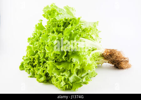 Romaine la laitue (Lactuca sativa) isolés dans l'arrière-plan blanc Banque D'Images