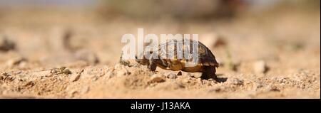 Un 6-mois desert tortoise trouvés au cours de la tortue du désert mange la translocation à bord Marine Corps Air Ground Combat Center, Twentynine Palms, Californie, le 12 avril 2017. Parce que l'animal est trop petit pour être transporté, il sera envoyé à la recherche de tortues d'élevage en captivité et de site, une évaluation à long terme de la façon de protéger les nids, les nouveau-nés et les juvéniles jusqu'à ce qu'ils se développer suffisamment résistants pour supporter les rigueurs de l'environnement physique, de résister à la plupart des prédateurs et de maturité pour adultes entièrement fonctionnelle que produire une descendance et d'accompagner la population. (U.S. Marine Corps photo par le Cpl. Julio McGraw) Banque D'Images