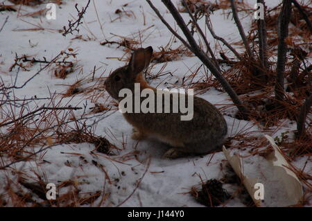 Bunny dans la neige Banque D'Images
