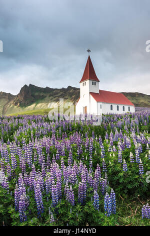 Myrdal luthérienne église entourée de fleurs fleurs lupin, Vik, l'Islande. Banque D'Images