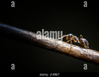 Peu de forêt brown Ant sur tree extreme macro photographie Banque D'Images
