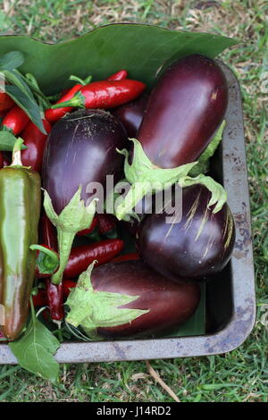 Maison fraîchement cueillis aubergines Black Beauty Banque D'Images