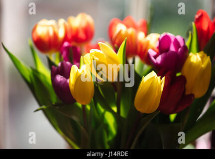 Jaune, rouge et violet de tulipes, surlignée en fenêtre. Banque D'Images