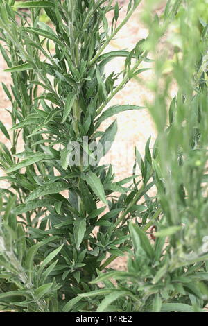 Flaxleaf ou vergerette Conyza bonariensis Cronquist connu comme horseweed ou cheveux Banque D'Images