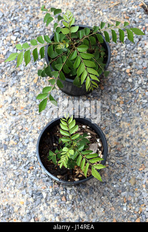 Murraya Koenigii Curry Plantes - les semis croissant dans un pot Banque D'Images