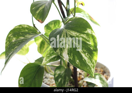 Close up of Epipremnum aureum ou connu comme le lierre du Diable Banque D'Images