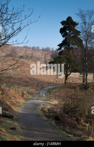 Tarn Hows, partie du parc national de Lake District en Angleterre, Royaume-Uni Banque D'Images