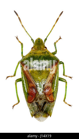 Bouclier Juniper Bug sur fond blanc - Cyphostethus tristriatus (Fabricius, 1787) Banque D'Images