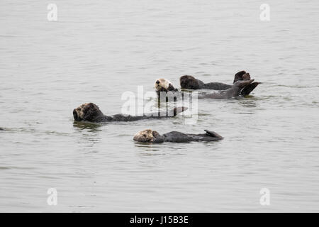 Le sud de la loutre de mer (Enhydra lutris), et reposant sur une journée calme dans la région de Elkhorn Slough Banque D'Images