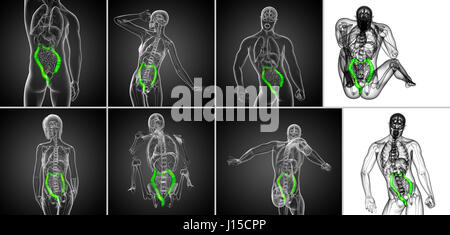 Le rendu 3D du système digestif humain Gros intestin Banque D'Images