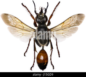 Golden Digger Wasp sur fond blanc - Sphex funerarius (Gussakovskij, 1934) Banque D'Images
