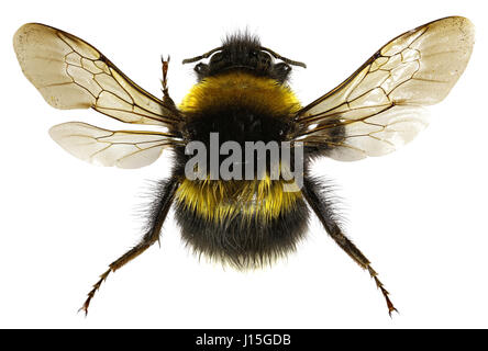 Le Jardin Bumblebee sur fond blanc - Bombus hortorum (Linnaeus, 1761) Banque D'Images