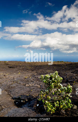 Bush d'un livre vert sur une coulée de lave solidifiée à l'Hawaii Volcanoes National Park sur Big Island, Hawaii, USA. Banque D'Images