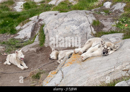 Groenland Husky (Canis lupus familiaris borealis) enchaînés à l'extérieur avec deux chiots unchained en été. Itilleq, Qeqqata, au Groenland. Banque D'Images