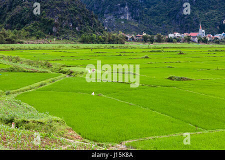 District de Phong Nha, Vietnam - 9 mars 2017 : les champs de riz vert contre le village. Banque D'Images