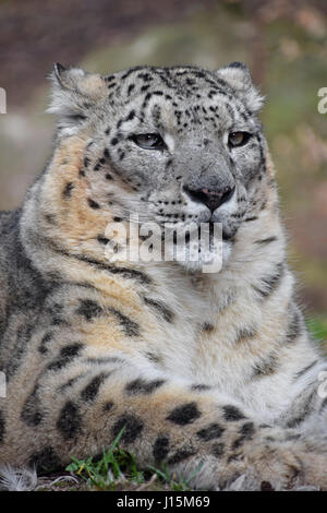 Close up portrait of male snow leopard (Panthera uncia ou once), reposant sur le sol et en regardant la caméra, low angle view Banque D'Images