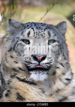 Close up portrait of snow leopard (ou once, Panthera uncia) jeunes femmes, montrant la langue, low angle view Banque D'Images