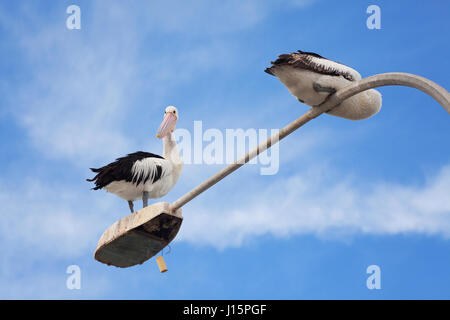 Un couple de pélicans assis sur le lampadaire. Kangaroo Island, Australie du Sud. Banque D'Images