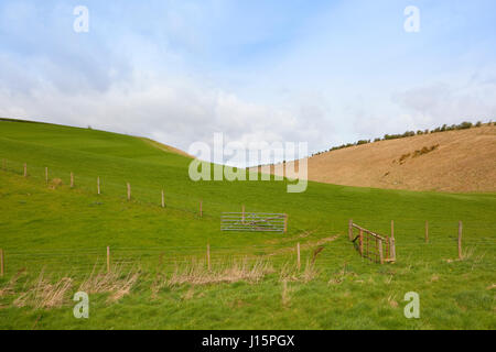 Les prés verts avec les barrières et clôtures dans le Yorkshire Wolds sous un ciel nuageux bleu au printemps Banque D'Images